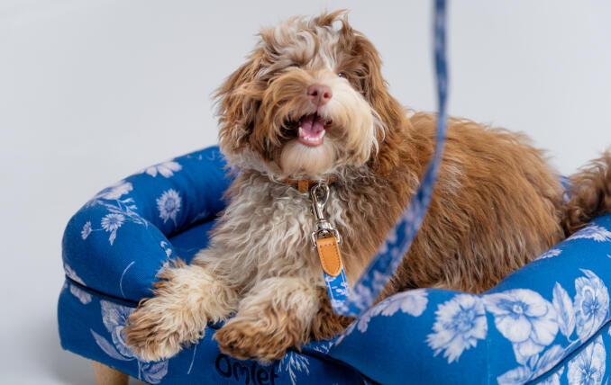chien débraillé dans un lit de traversin pour chien à motifs floraux bleu vif
