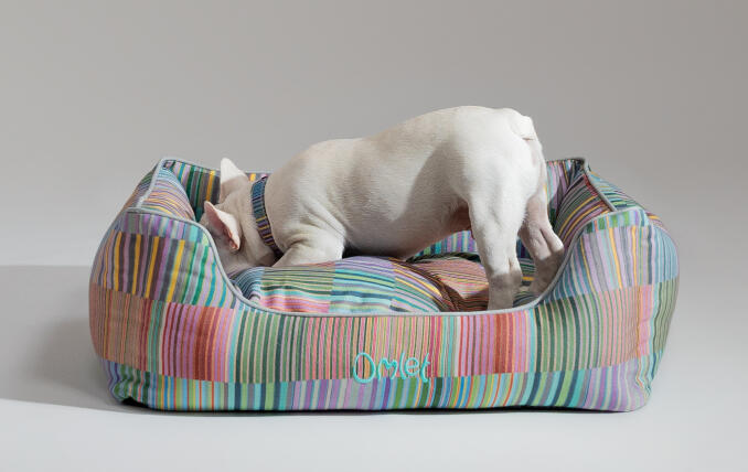 Bouledogue français blanc qui s’enfouit dans un élégant nid pour chien Omlet
