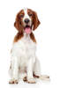Welsh Springer Spaniel