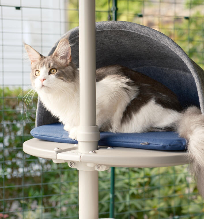 Un chat s'accroupit dans la plate-forme de la tanière attachée à l'arbre à chat extérieur