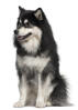 Chien finnois de Laponie