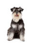 Schnauzer nain