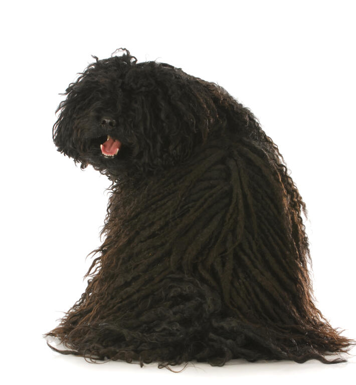 Race De Chien Avec Des Dreadlocks Chien Nouvelles