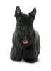 Terrier écossais