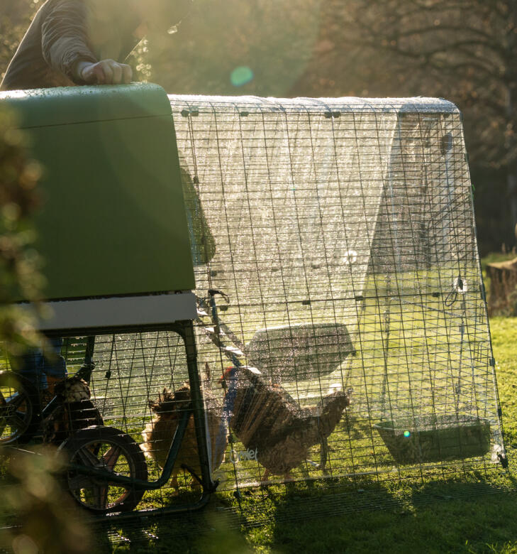 Poules dans leur poulailler Go protégé de la pluie par une couverture transparente