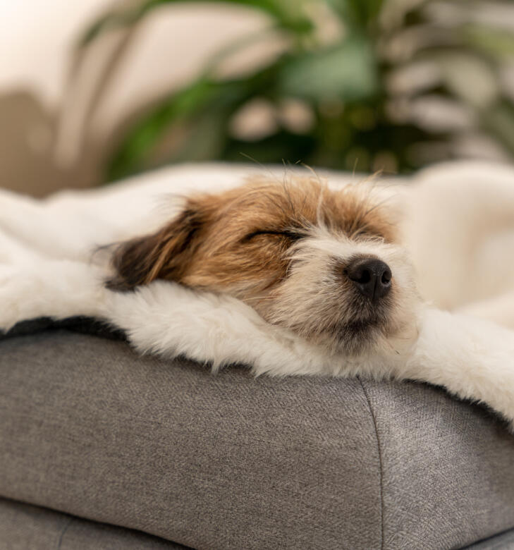 Un chien dormant sur la couverture en peau de mouton