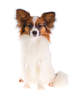 Papillon