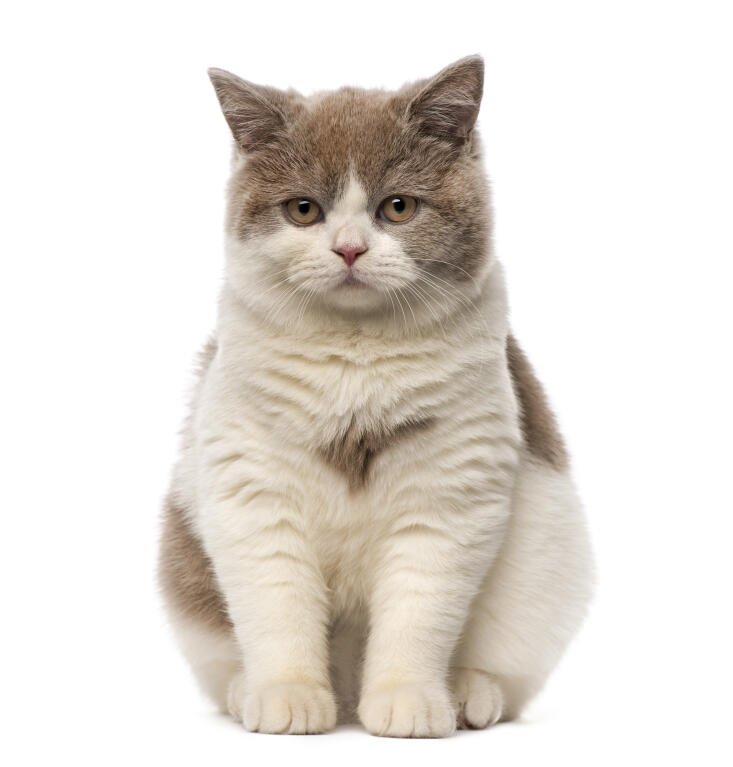 Chat British Shorthair Bicolore