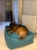 Mon chien ADORE !