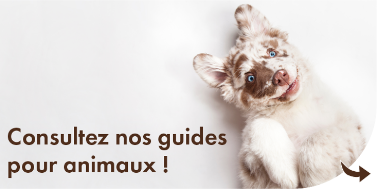 Tout ce que vous devez savoir sur les animaux de compagnie