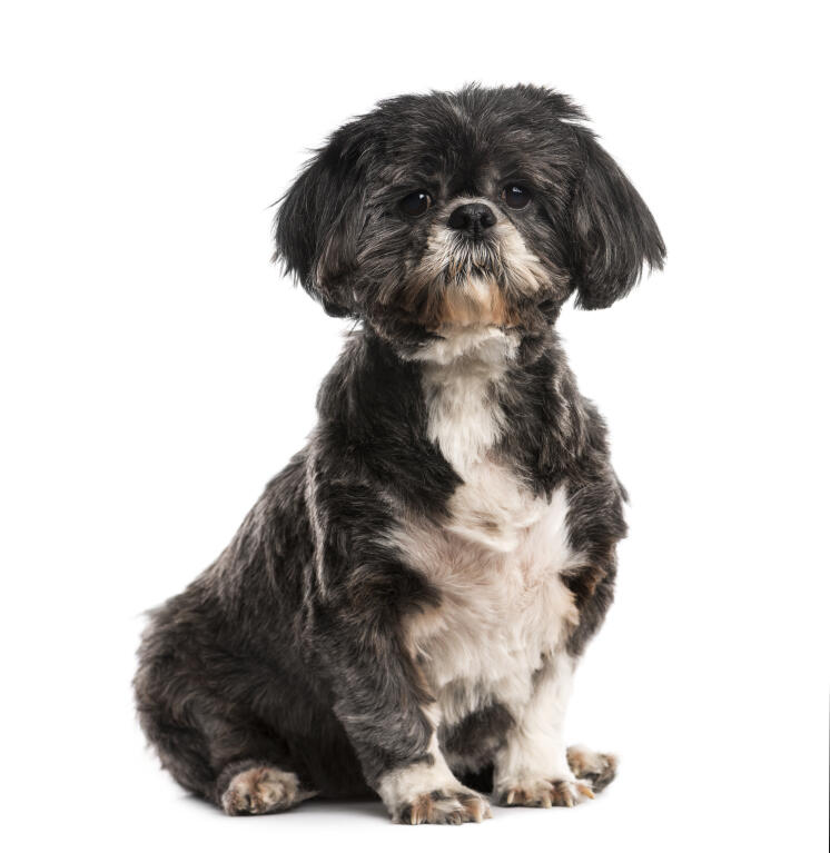 Shih Tzu Chiens Informations Sur Les Races Omlet