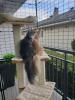 Parfait pour mes 2 Maine coon 