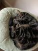 Mon chat adore