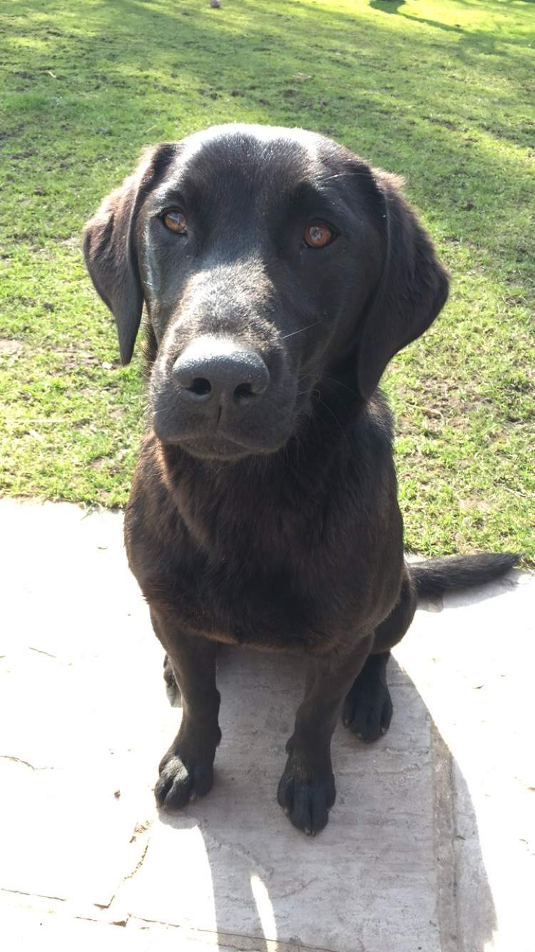Labrador retriever | Chiens | Informations sur les races | Omlet