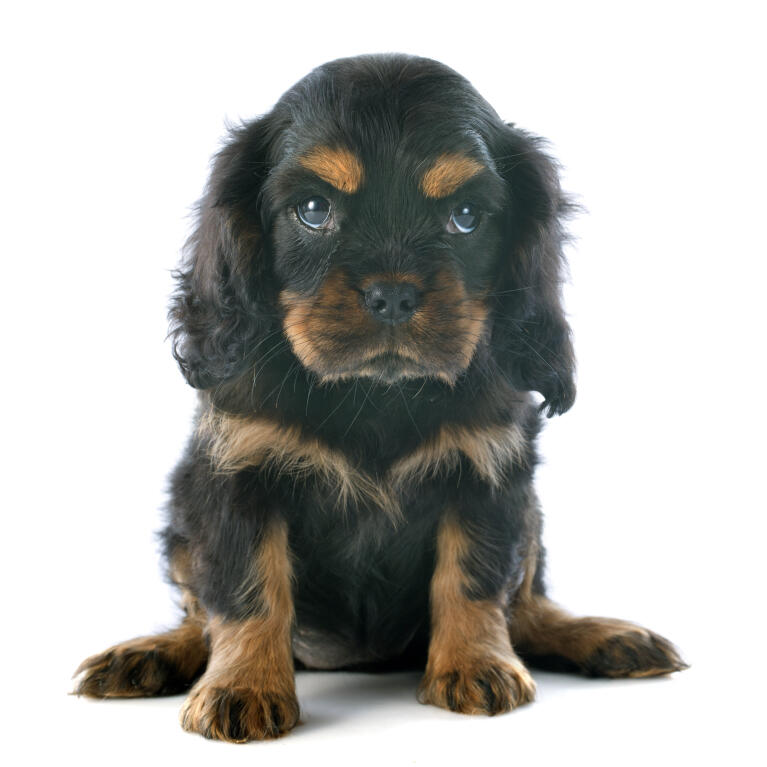 Cavalier King Charles Spaniel Chiens Informations Sur