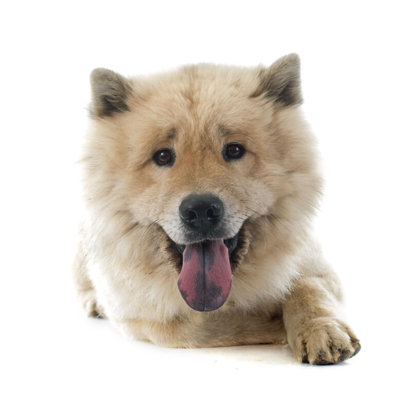 Eurasier Chiens Informations Sur Les Races Omlet