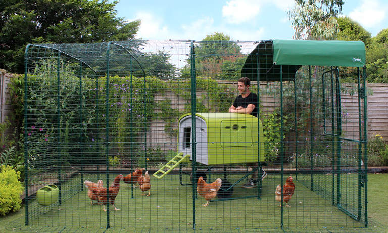 Grand enclos pour poules | Élevage des poules | omlet