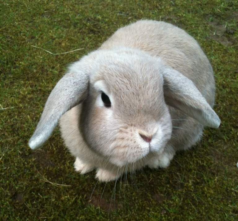 Nain bélier For Sale | Lapins | Informations sur les races | Omlet