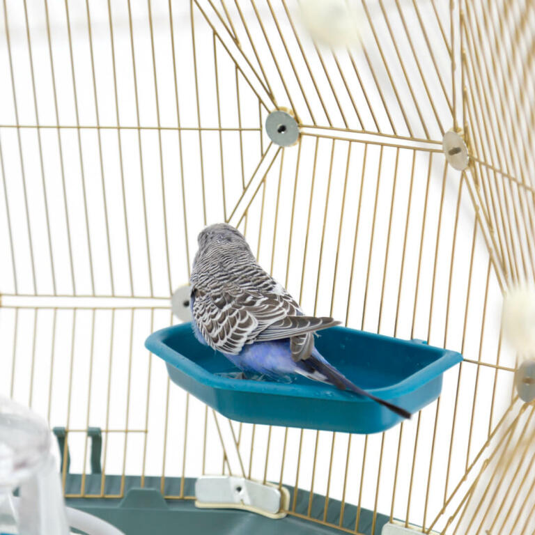 Baignoire Pour Oiseaux Geo