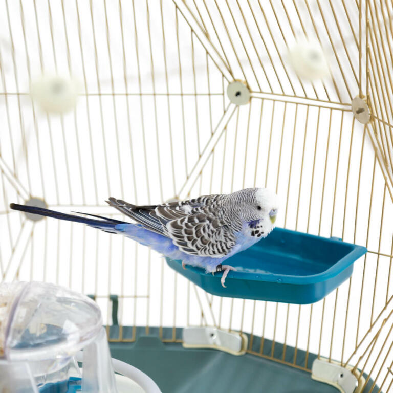 Baignoire Pour Oiseaux Geo
