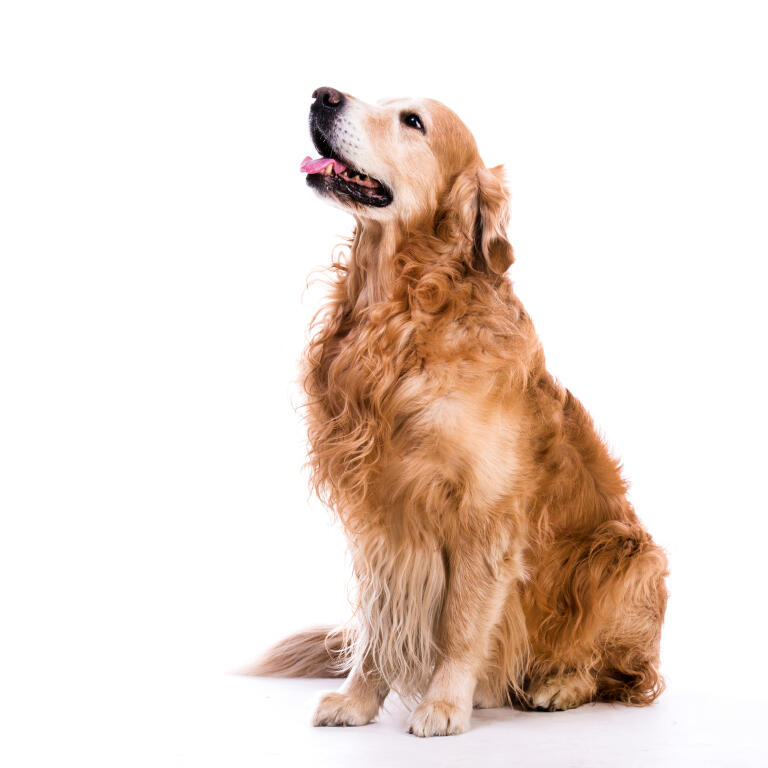 Golden Retriever Chiens Informations Sur Les Races Omlet