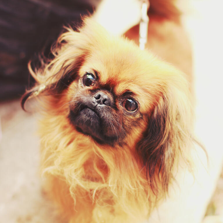 Pekinois Chiens Informations Sur Les Races Omlet