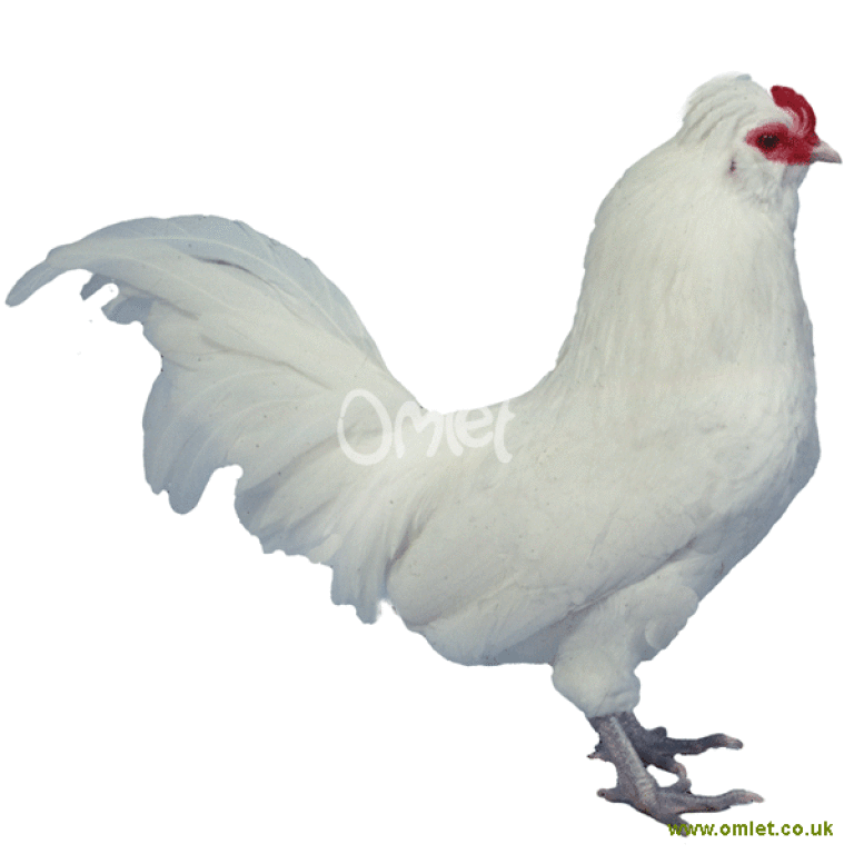 araucana coq contre poule