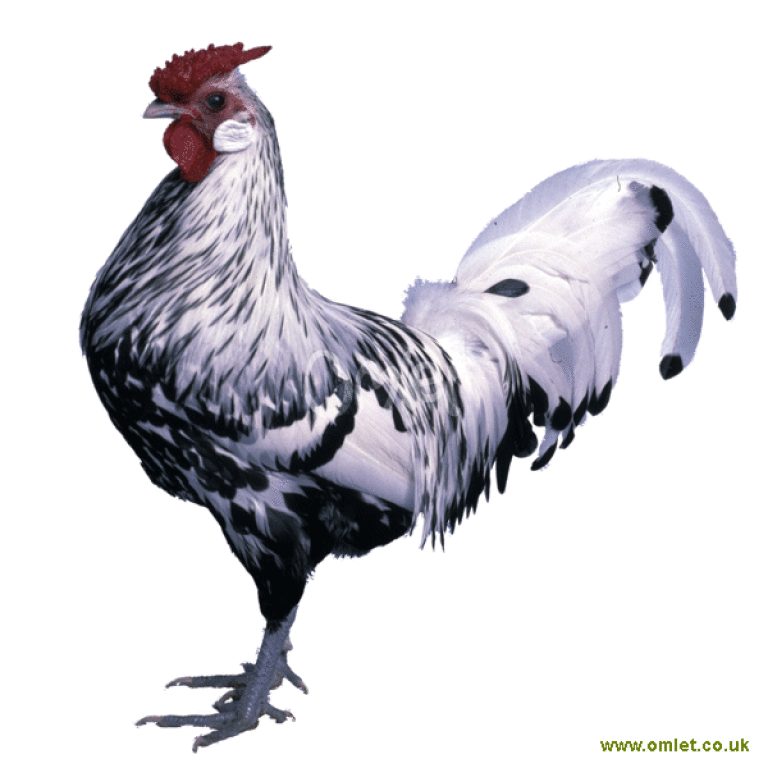 Poule De Hambourg Poule De Hambourg For Sale Races De Poules