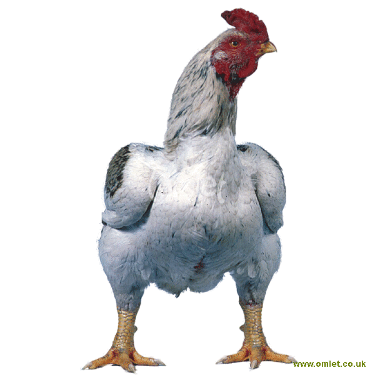 Poule Combattant indien Combattant indien For Sale Races de Poules