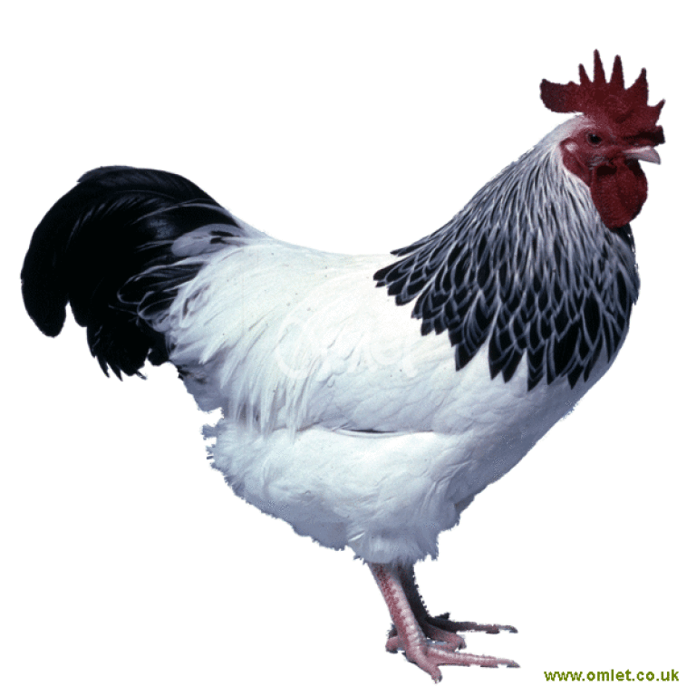 Sussex Races Poule Sussex naine | Sussex naine For Sale | Races de Poules