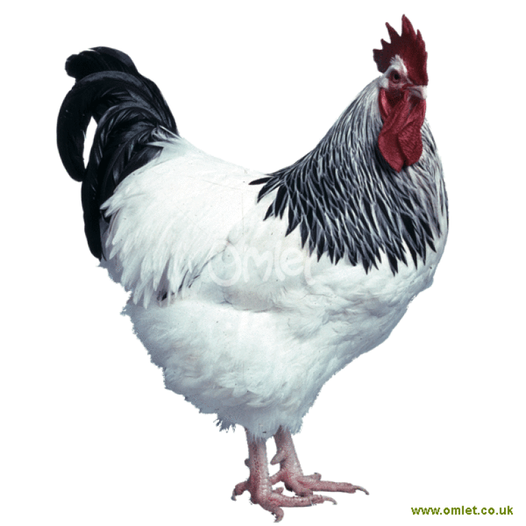 Sussex Races Poule Sussex | Poule Sussex For Sale | Races de Poules