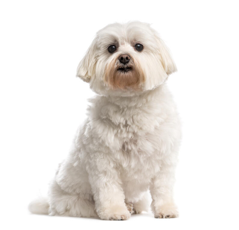 Shih Tzu Chiens Informations Sur Les Races Omlet
