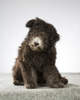 Pumi