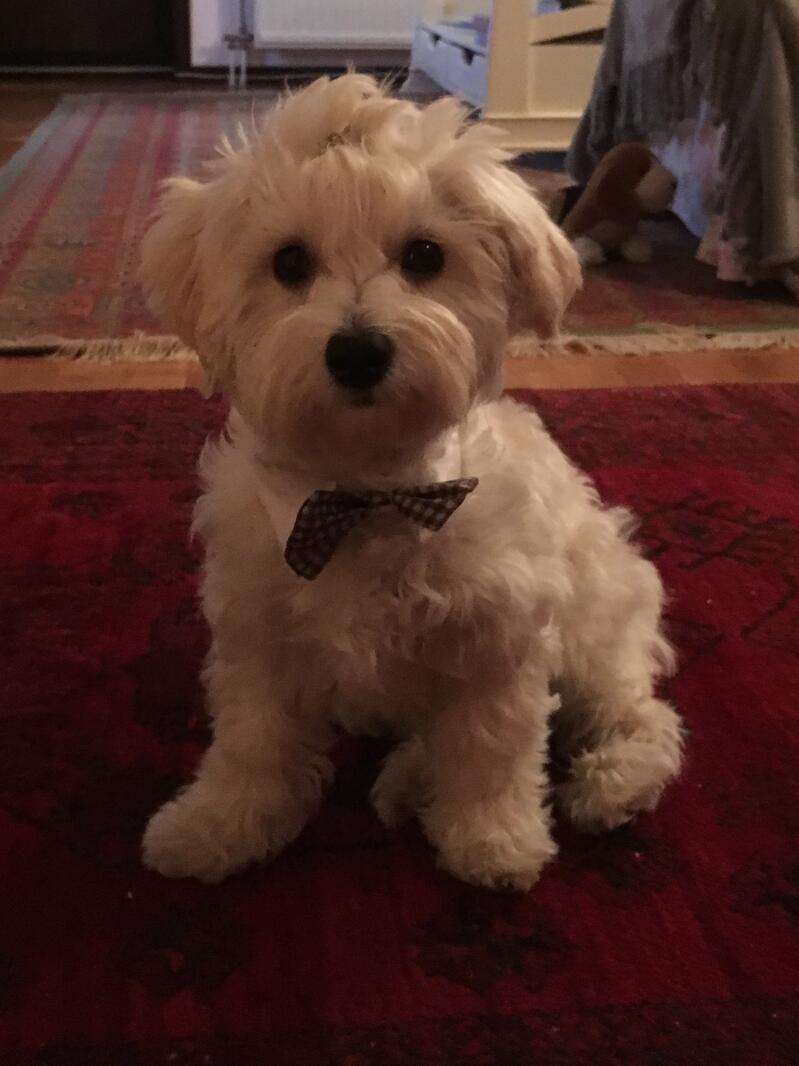 Bichon Havanais Chiens Informations Sur Les Races Omlet