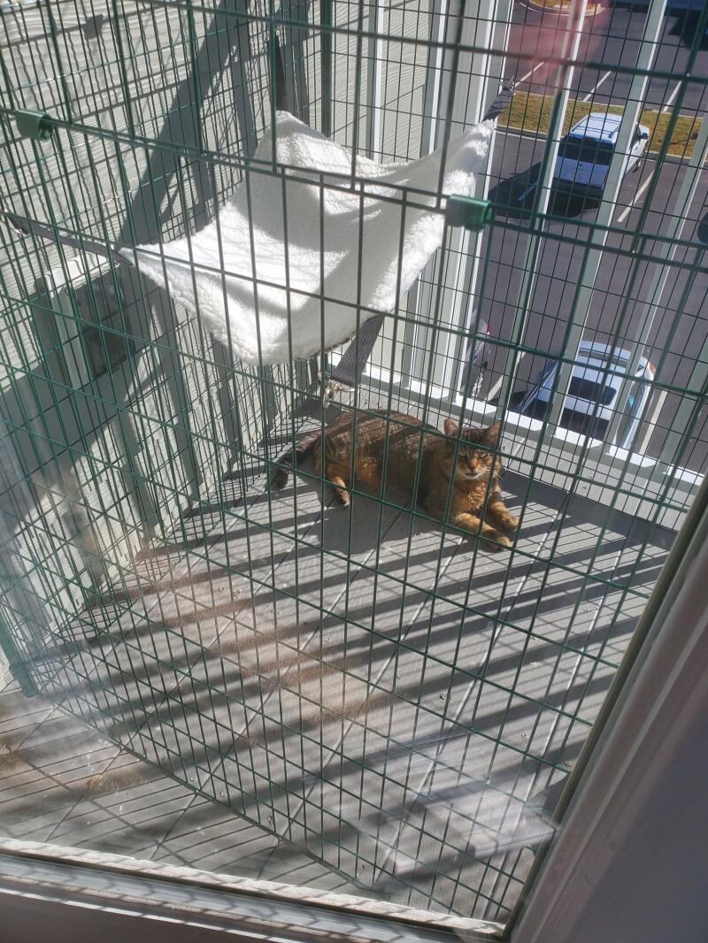 Enclos De Balcon Pour Chats Omlet Enclos De Balcon Pour Chats Omlet