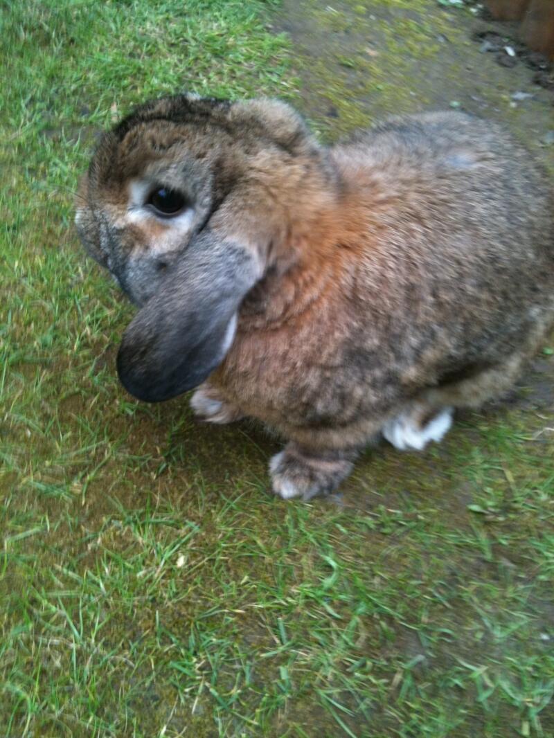 Lapin nain bélier | Nain bélier For Sale