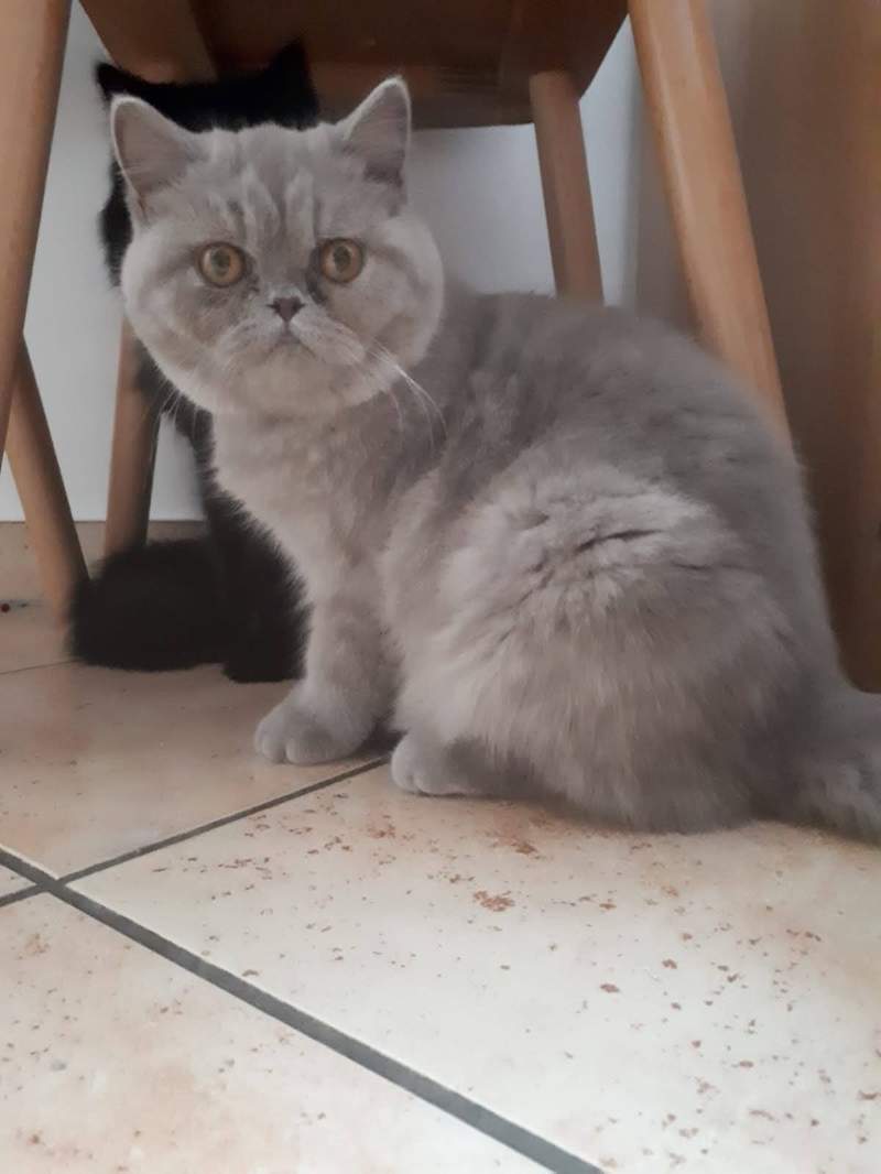 Exotic Shorthair Chats Informations Sur Les Races Omlet Exotic Shorthair Chats Informations Sur Les Races Omlet