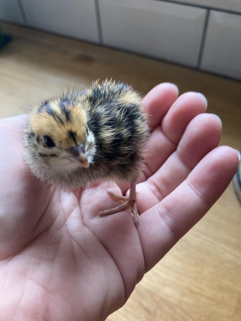Comment Habituer Un Chardonneret Sauvage En Cage Une caille dans une main... | Prendre soin de vos cailles | Cailles | Guide