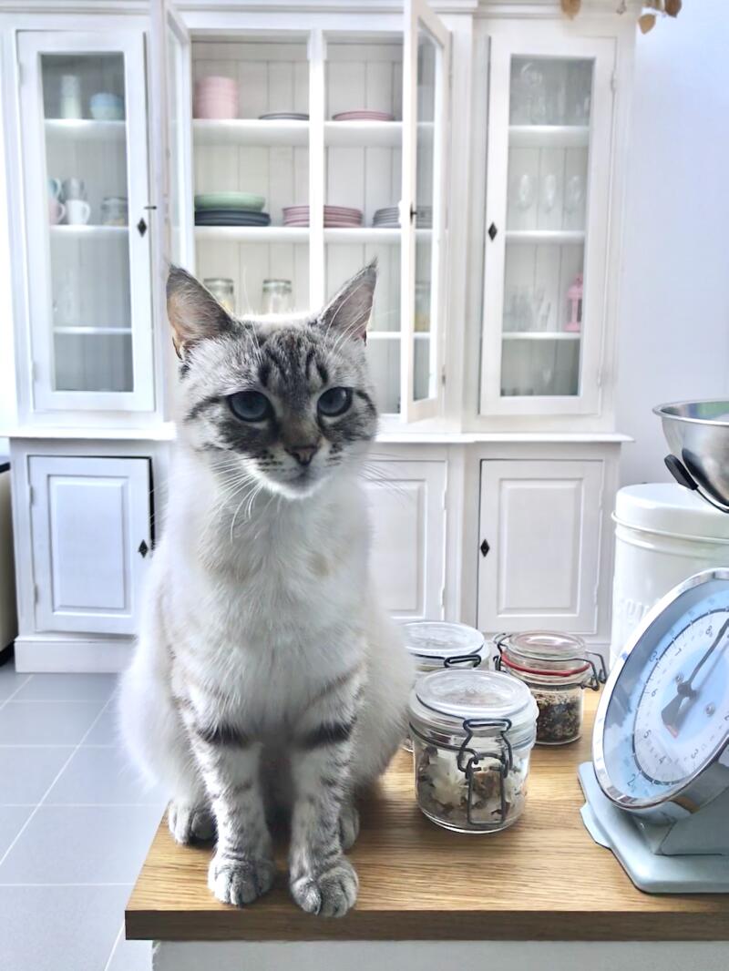 Siamois Tabby Point Chats Informations Sur Les Races Omlet