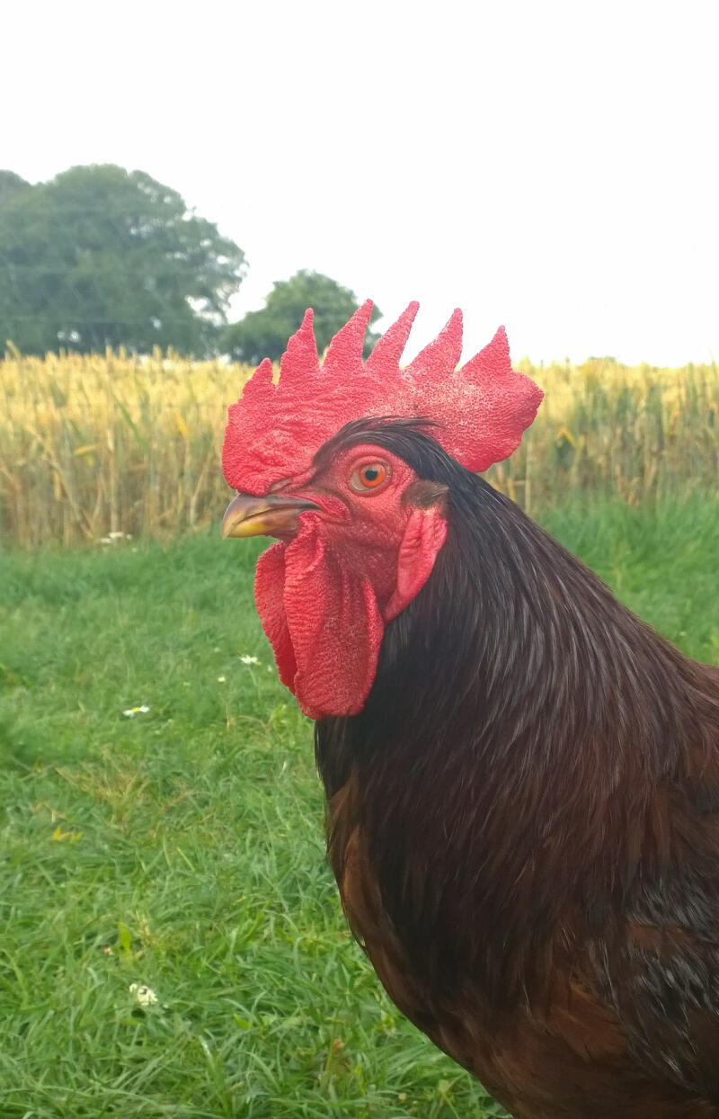 Poule Rhode Island rouge | Rhode Island rouge For Sale