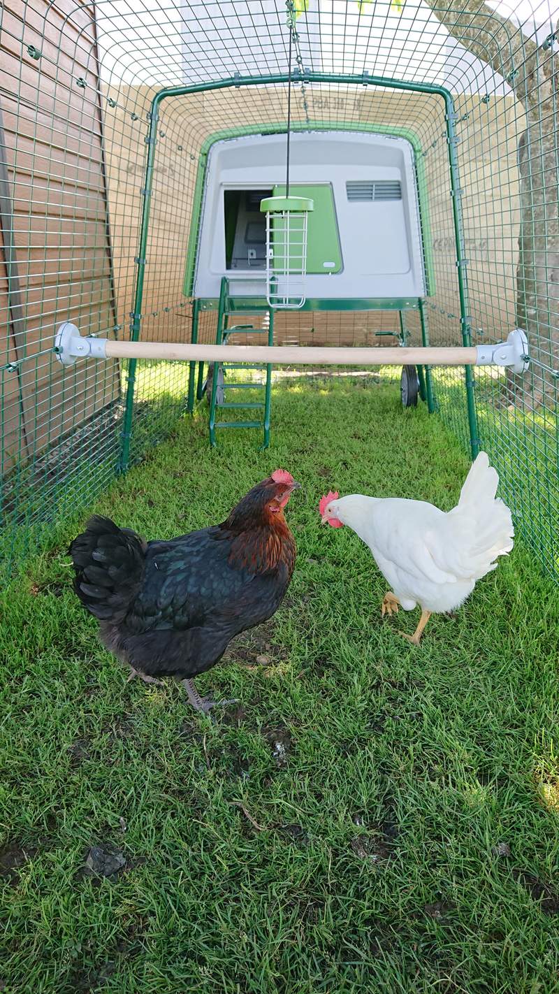 Omlet Perchoir à poules Omlet