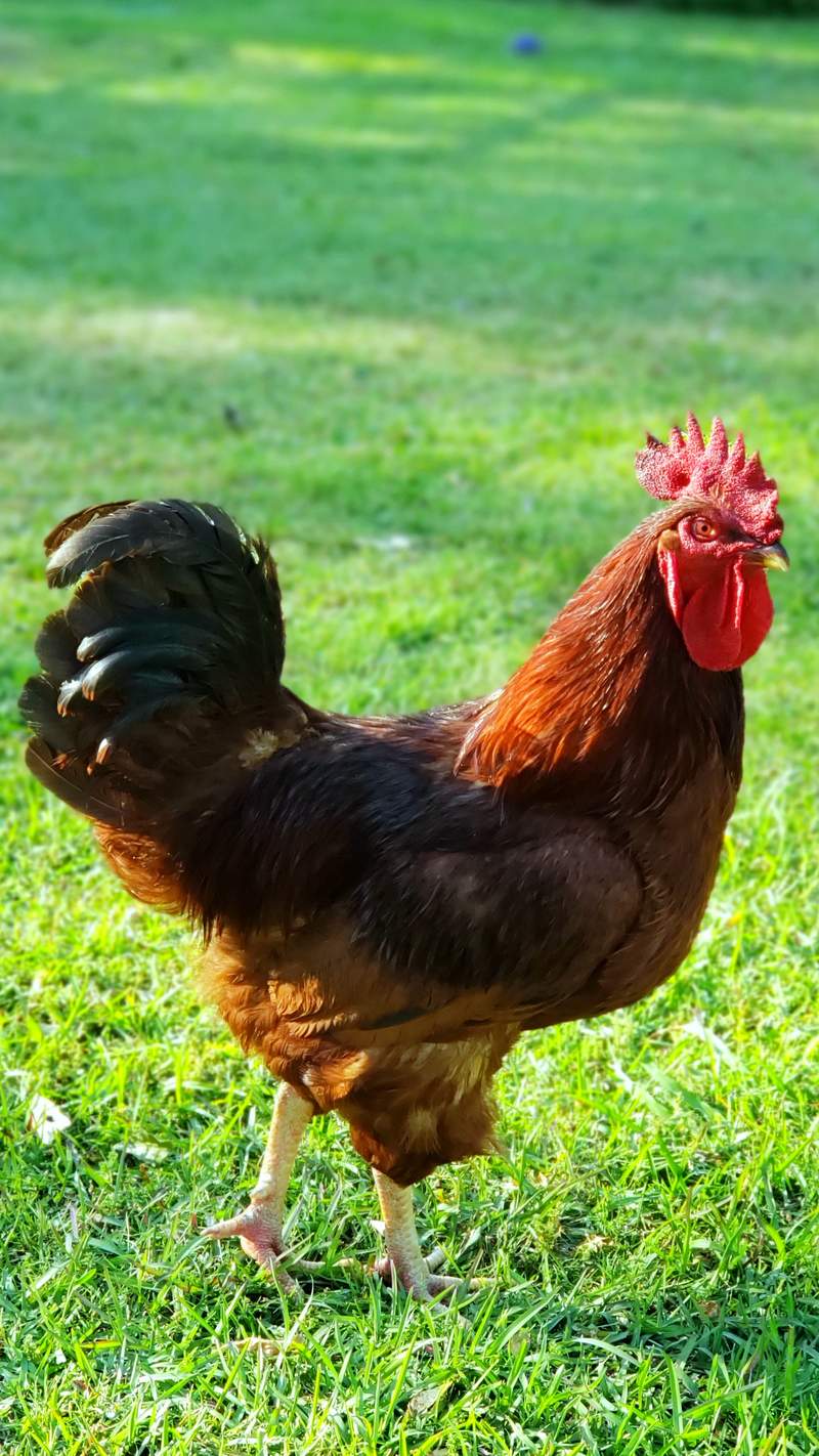 Poule Rhode Island rouge Rhode Island rouge For Sale