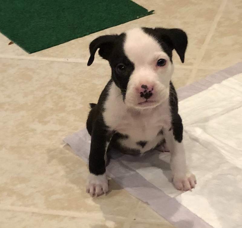 Staffordshire Bull Terrier Chiens Informations Sur Les Races Omlet