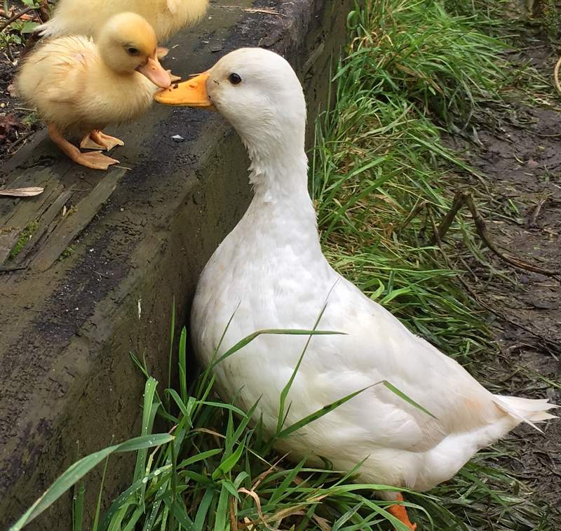 Canard Mignon Canards Informations Sur Les Races Omlet