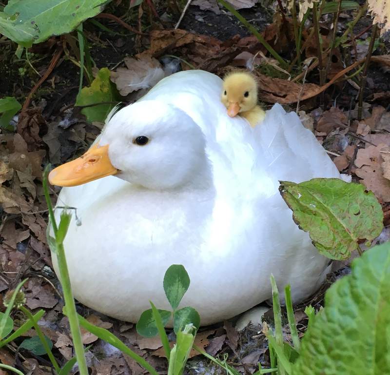 Canard Mignon Canards Informations Sur Les Races Omlet