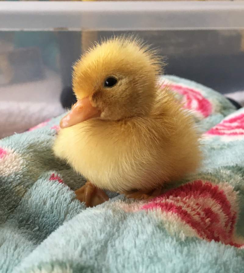 Canard Mignon