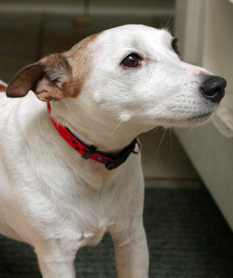 Jack Russell Chiens Informations Sur Les Races Omlet
