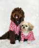 Des chiens portant des manteaux rouges et blancs