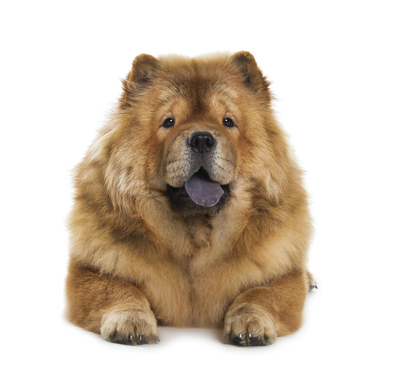 Chow Chow Chiens Informations Sur Les Races Omlet