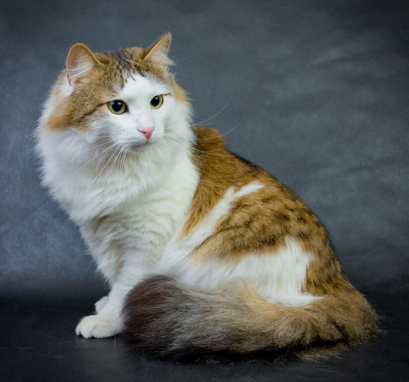 Chat Ragamuffin